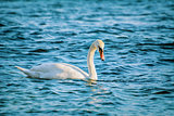 White Swan on Black Sea