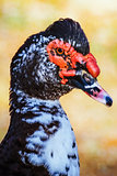 Portrait of Muscovy Duck