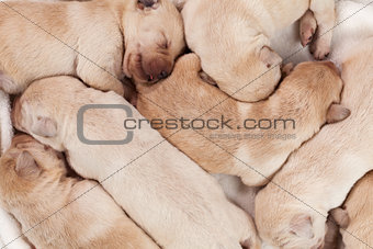 Bunch of yellow labrador puppies sleeping