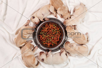 Yellow labrador puppy dogs sleeping around feeding bowl of their