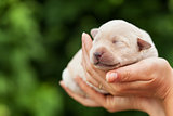 Newborn puppy dog in woman palms