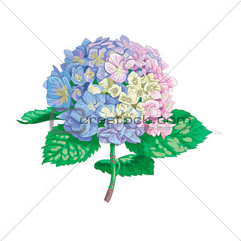 Beautiful gentle hydrangea flower isolated on white background. A large inflorescence on a stem with green leaves. Botanical vector Illustration.