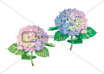 Beautiful gentle hydrangea flowers isolated on white background. A large inflorescence on a stem with green leaves. Botanical vector Illustration.