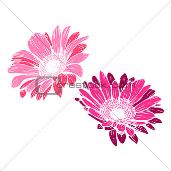 Cute pink daisies isolated on white background. Festive decorative elements for design poster, greeting card, photo album, banner. Botanical vector Illustration.