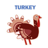 Domestic bird turkey isolated