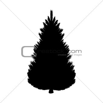 Silhouette fir tree coniferous flora