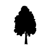 Silhouette birch icon tree flora