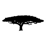 Silhouette Acacia icon tree flora