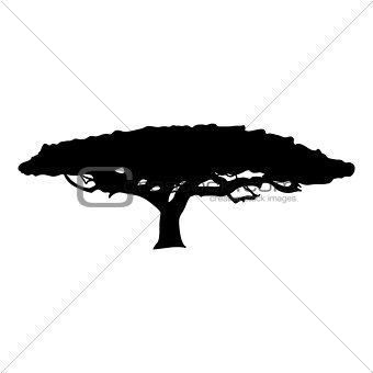 Silhouette Acacia icon tree flora