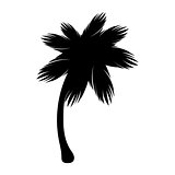 Silhouette palm icon tree flora