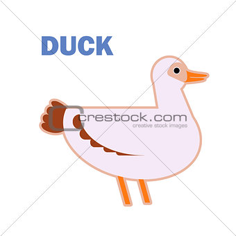 Domestic bird duck isolated