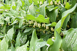 Rain drops on flowers of lily of the valley