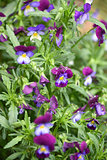 Blossom pansy flowers