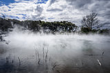 Misty lake and forest in Rotorua, New Zealand