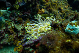 Anemone in a reef