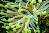 Close up of a anemone