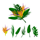 Tropical vector floral set