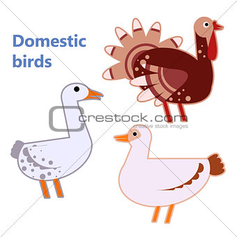 Domestic birds turkey, duck and goose on white
