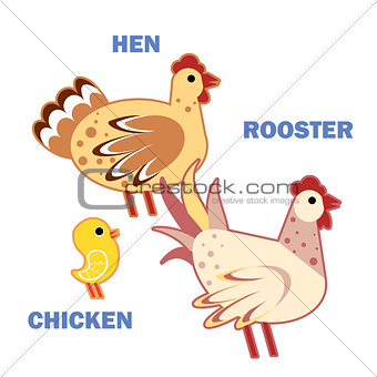 Domestic birds rooster, hen and chicken on white