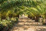 Rows of small palm trees in a palm tree farm