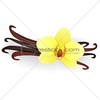 Vanilla flower and vanilla sticks isolated on a white background