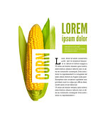 Corn ear isolated on white with text block