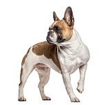 French Bulldog , 3 years old, standing against white background