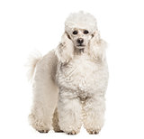 Poodle dog , 6 years old, in portrait standing against white bac
