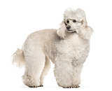 Poodle dog , 6 years old, standing against white background