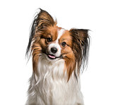 Papillon Dog , 2 years old, against white background