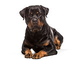Rottweiler dog , 2 years old, lying against white background