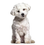 Maltese dog , 11 months old, sitting against white background