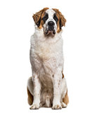 St.Bernard dog sitting and looking at camera against white backg