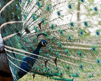Male peafowl displaying tail feathers