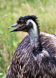 Portrait od emu