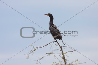 A Cormorant Perched On a Tree