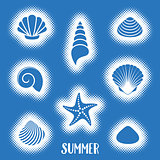 Vector summer card with sea shells