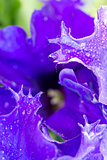 Macro shot on purple petunia flower and dew drops on petals.