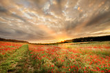Stunning poppy field at sunrise in Norfolk UK