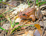Brown frog sitting on the ground close-up.