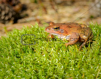 Brown forest frog sitting on the grass.