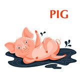 Educational flashcard pig sporting in a mud puddle