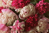 Beautiful summer flowers. Bouquet of pink peony and William background.