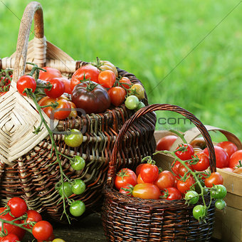 Heirloom variety tomatoes in baskets Colorful tomato - red,yellow , orange. Harvest vegetable cooking conception
