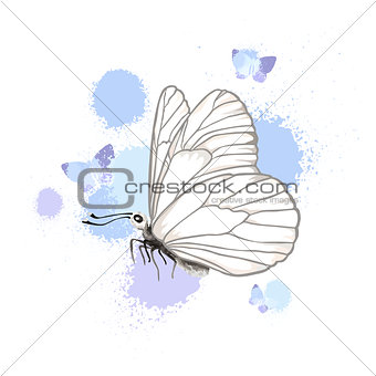 Realistic butterfly isolated on white background.
