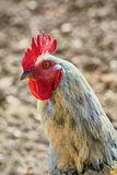 Portrait of Rooster