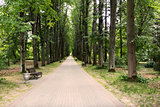 Alley in the park in summer