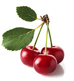 Three red cherries with green leaves