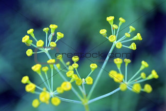Blurred green leaves on soft background. Unfocused abstract nature background
