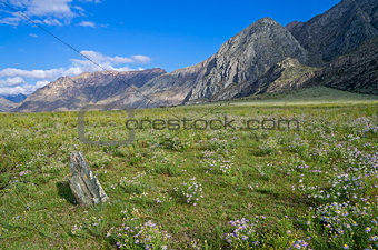 Daisies in a mountain meadow. Altai, Russia.